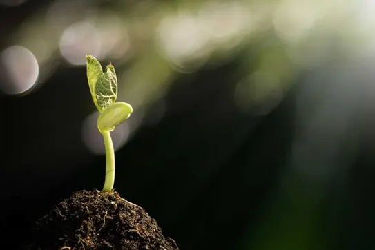 Investing in Startups