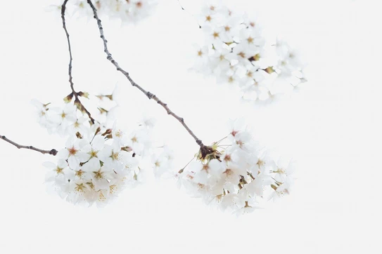 White flowers blooming on a branch.