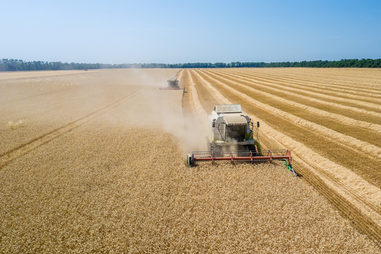 Two combine harvesters in a wheat field